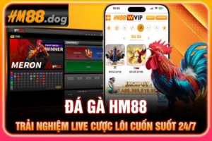Đá Gà HM88 - Trải Nghiệm Live Cược Lôi Cuốn Suốt 24/7